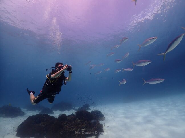 青い海の中、1人のダイバーが魚の写真を撮っています。