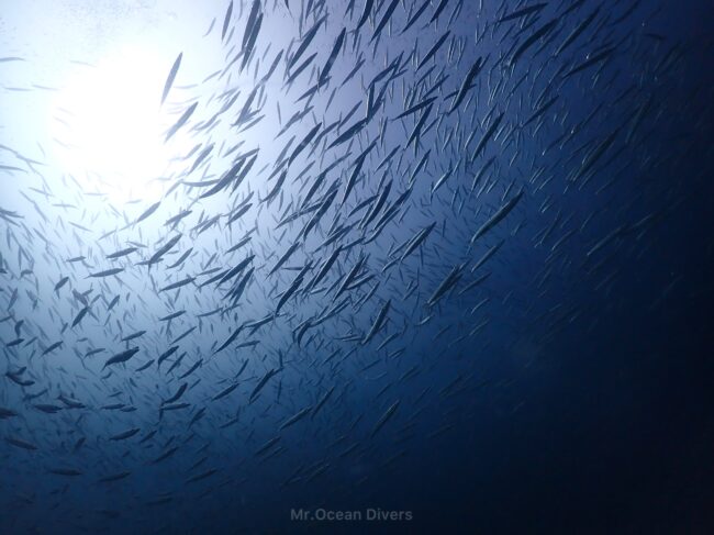 光が差し込む海にたくさんの魚が群れています