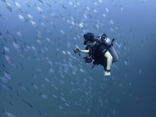 青い海の中に銀色のアジがたくさんいて、1人のダイバーが写真を撮っています