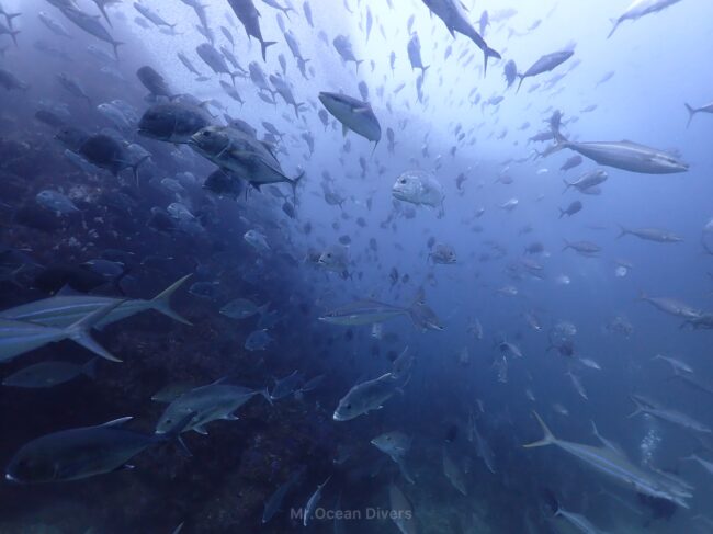 たくさんの魚が向かってくる様子が見えます。