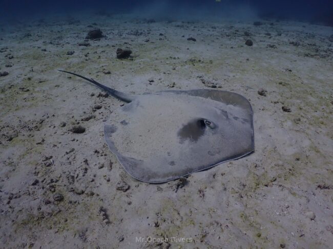 海の中の砂の上に大きなエイがいます