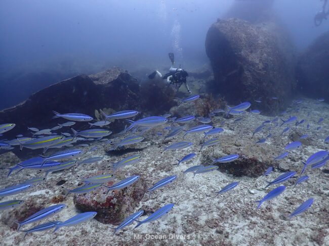 青い魚の群れが大きな岩の下を列になって泳いでいるのが見えます