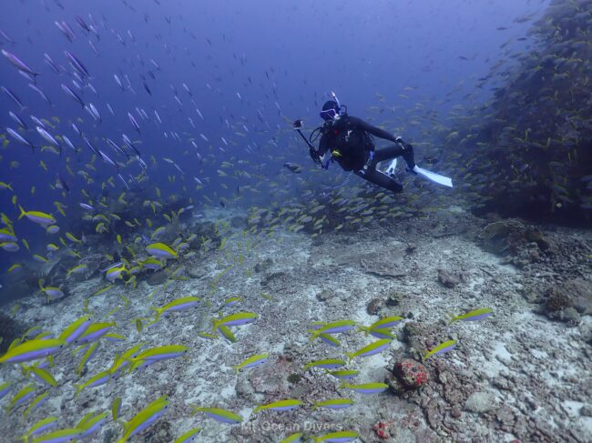 写真を撮っているダイバーの周りに黄色や青色の魚が群れています