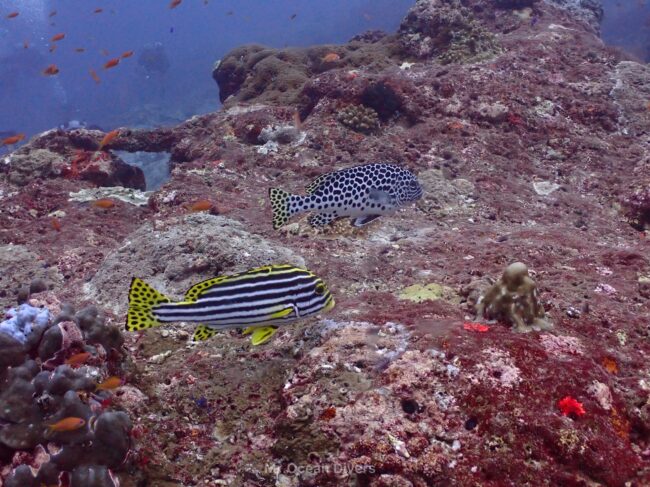 岩のうえに水玉模様とストライプがらの2匹の魚が並んでいます。