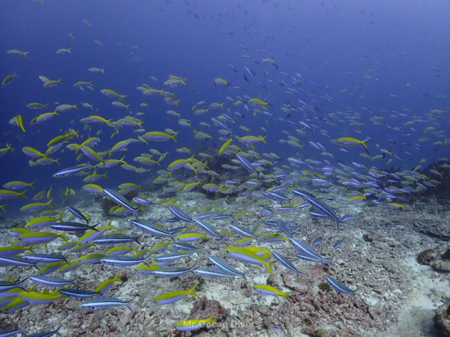 青い海の中に黄色や青色の魚がたくさん見えます