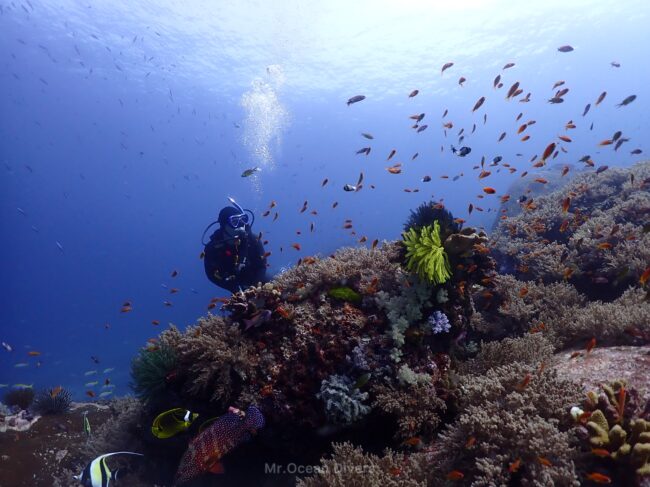 カラフルな珊瑚礁と小魚がたくさんいて、1人のダイバーが魚を見ています。