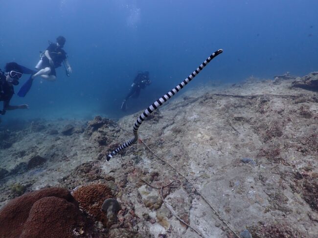 海の中を泳ぐ縞模様のウミヘビが見えます