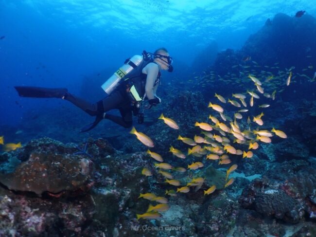 黄色い魚の奥に1人のダイバーが泳いでいます