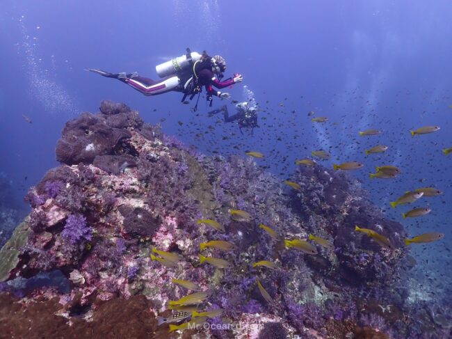 海の中を泳ぐ2人のダイバーが見えます