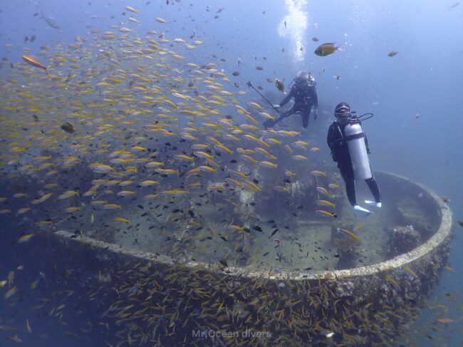 黄色の魚が群れている周りに2人のダイバーが見えます