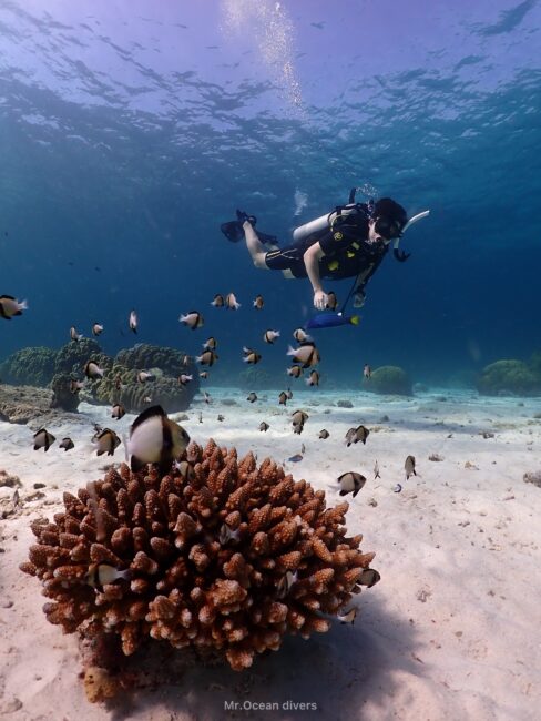 サンゴの上に小さな魚と1人のダイバーが見えます。