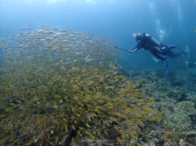 黄色の魚の群れの中に1人のダイバーが見えます、