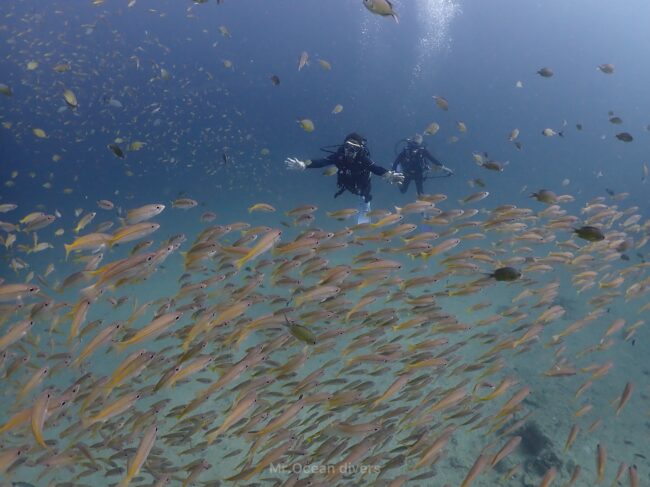 黄色い魚の群れの向こう側に2人のダイバーが見えます