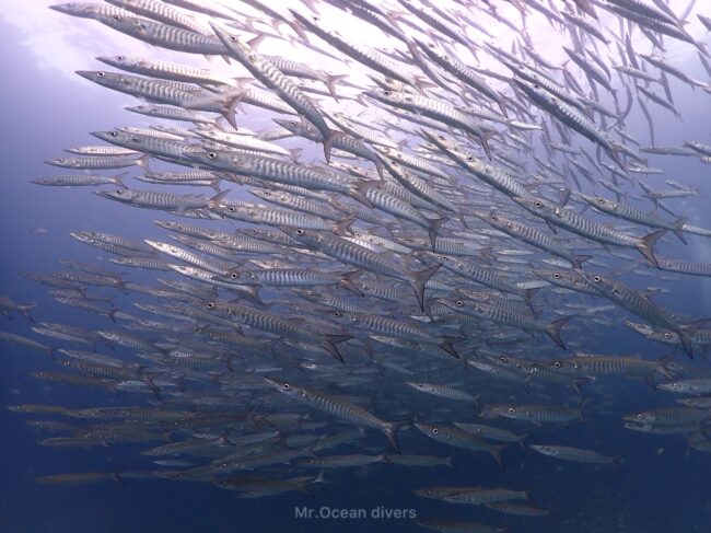 細長い形をした魚の群れが見えます