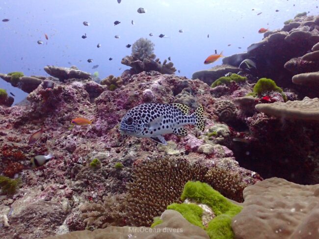 サンゴの上に黒い斑点柄の魚が１匹見えます