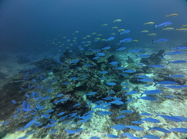 青い魚と黄色い魚が泳いでいます