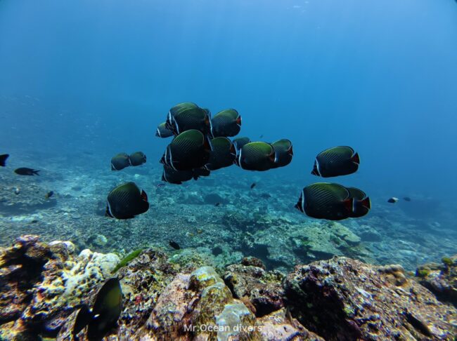 サンゴの上に黒っぽい色をした魚が数匹見えます