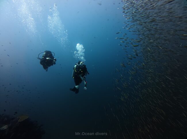 二人のダイバーの前には小魚の群れがたくさん見えます