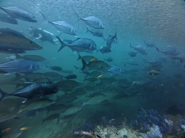 小魚やアジの魚の集団が見えます