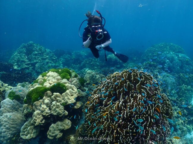 サンゴの中に一人のダイバーが水中写真撮影している姿が見えます