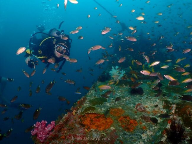 小さな魚とカラフルなサンゴに囲まれている1人のダイバーが見えます