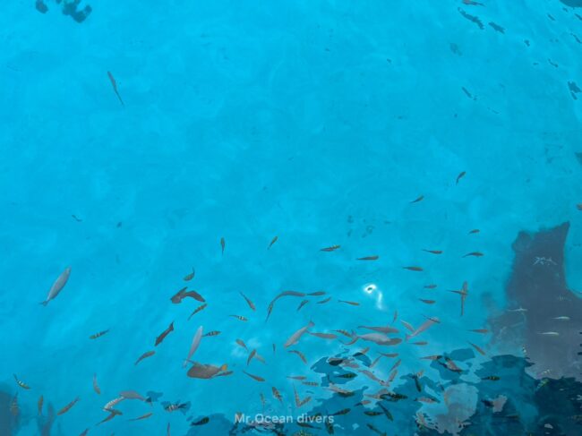 青い海の中に小さい魚がたくさん見えます