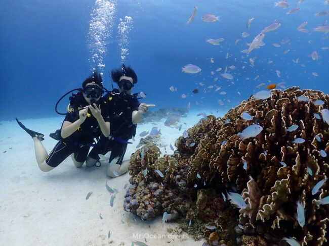 サンゴの周りには水色の魚がいて2人の体験ダイビングをする人が見えます