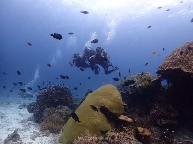 黒い小さな魚の群れの中を3人のダイバーが泳いでおるのが見えます