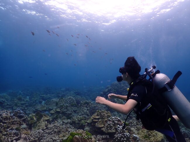 1人のダイバーが目の前に群れる小さな魚を見ています