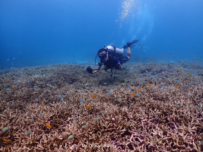 サンゴの上に小さな魚が群れていてダイバーが1人ピースサインをしています