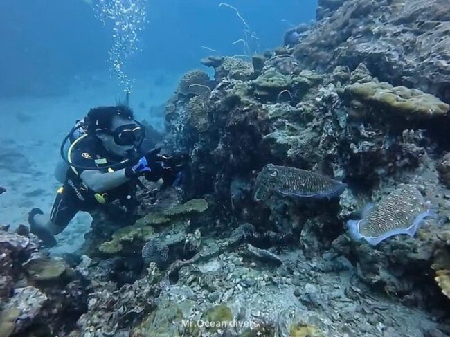 トラフコウイカ２匹の写真を撮るダイバーが1人見えます