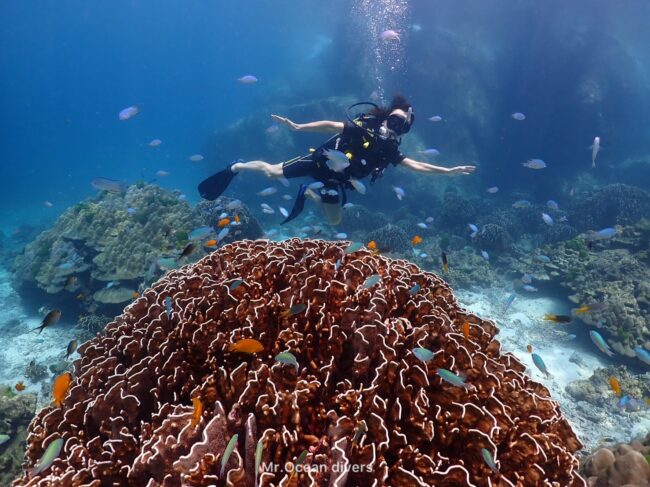 1人のダイバーがいる手前には水色やオレンジ色の小さな魚がたくさんいるのが見えます