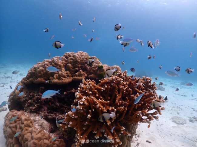 サンゴの周りで泳いでいる白と黒色の模様の魚が見えます。