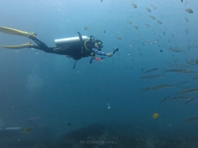 カマスの群れの写真を撮ってる1人のダイバーが見えます