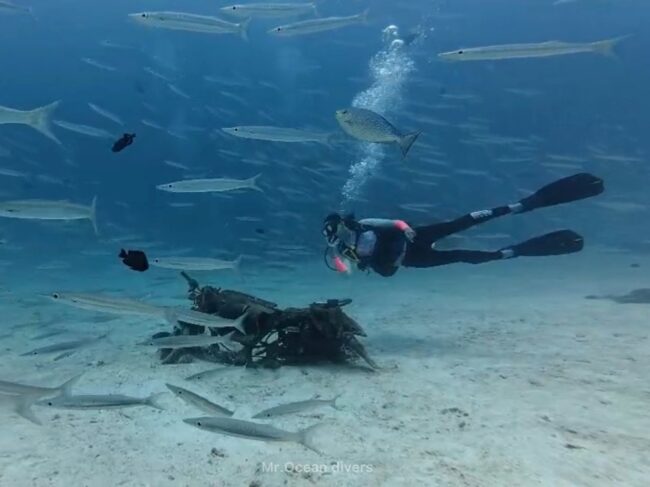 1人のダイバーが台湾カマスの群れに囲まれている様子が見えます