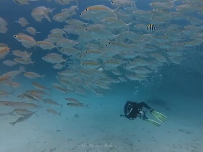黄色い線が入ったテルメアジを眺める1人のダイバーが見えます