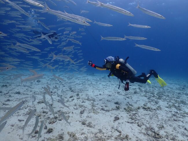 タイワンカマスの群れの写真を撮る1人のダイバーが見えます
