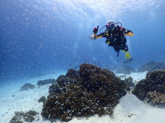 サンゴの周りに小さな魚がたくさん群れており1人のダイバーが見えます。
