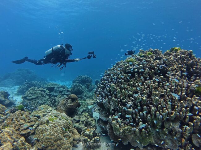 サンゴのいる魚を撮影している1人のダイバーが見えます