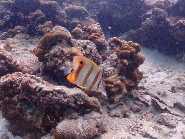 白と黄色のハシナガチョウチョウウオがサンゴの上にいるのが見えます