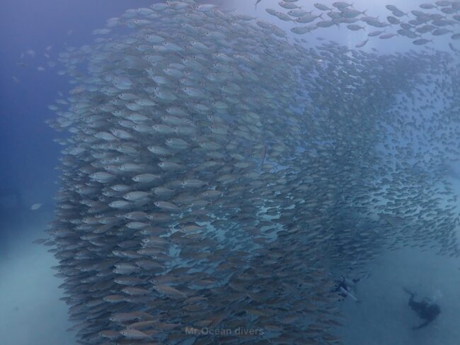 テルメアジの群れが見えます