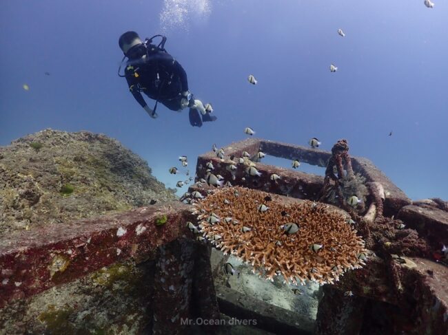 魚礁ブロックにある珊瑚礁の上に1人のダイバーが見えます