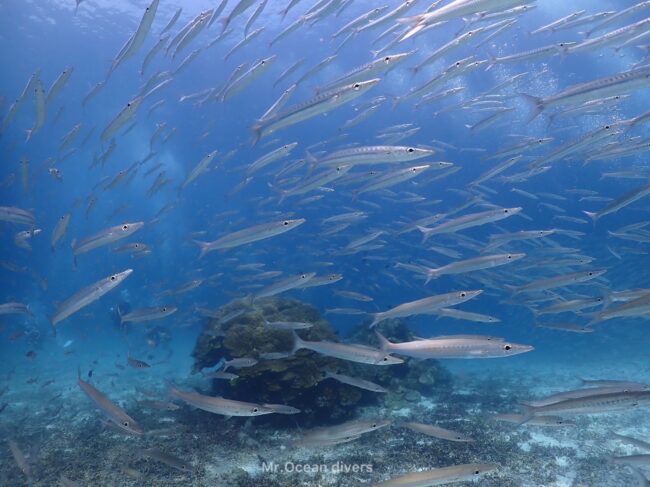 青い海の中にタイワンカマスの大群が見えます
