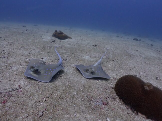 砂の上にヤッコエイが２匹見えます