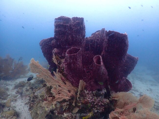 赤紫色の海面とオレンジ色のウミウチワが見えます