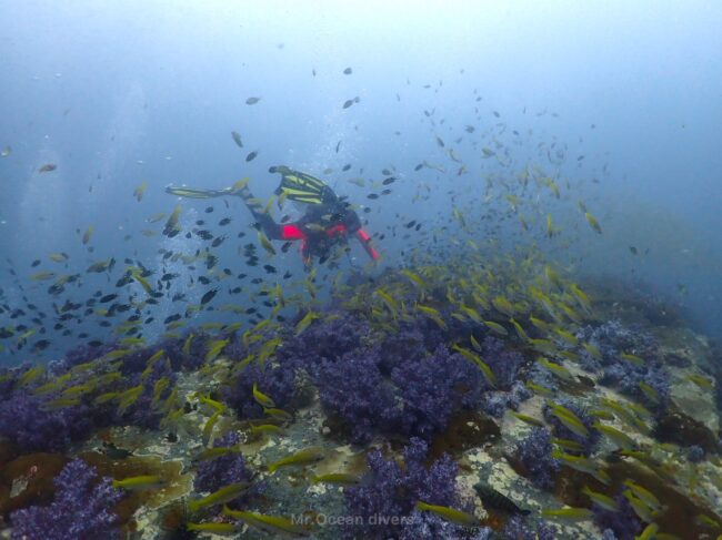 沈船の上に紫色のソフトコーラルとキンセンフエダイと1人のダイバーが見えます