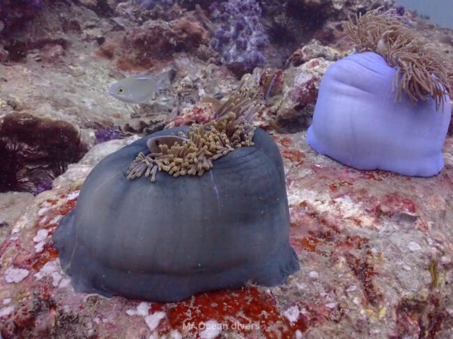 緑と紫色のイソギンチャクが丸まっているのが見えます