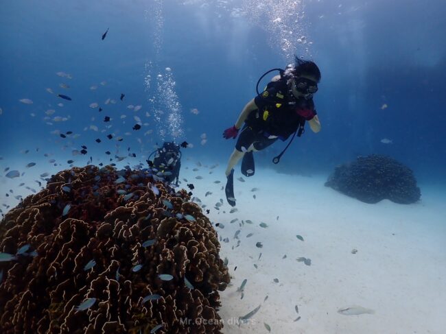 サンゴの周りにスズメダイがたくさんいて2人のダイバーが魚を見ています