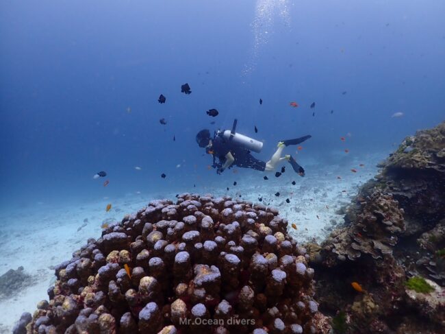 サンゴの周りのスズメダイを見ている1人のダイバーがいます
