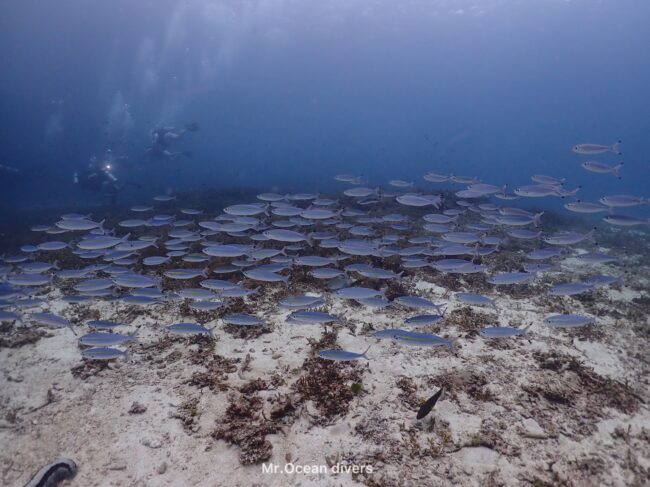 水色のタカサゴの群れが見えます